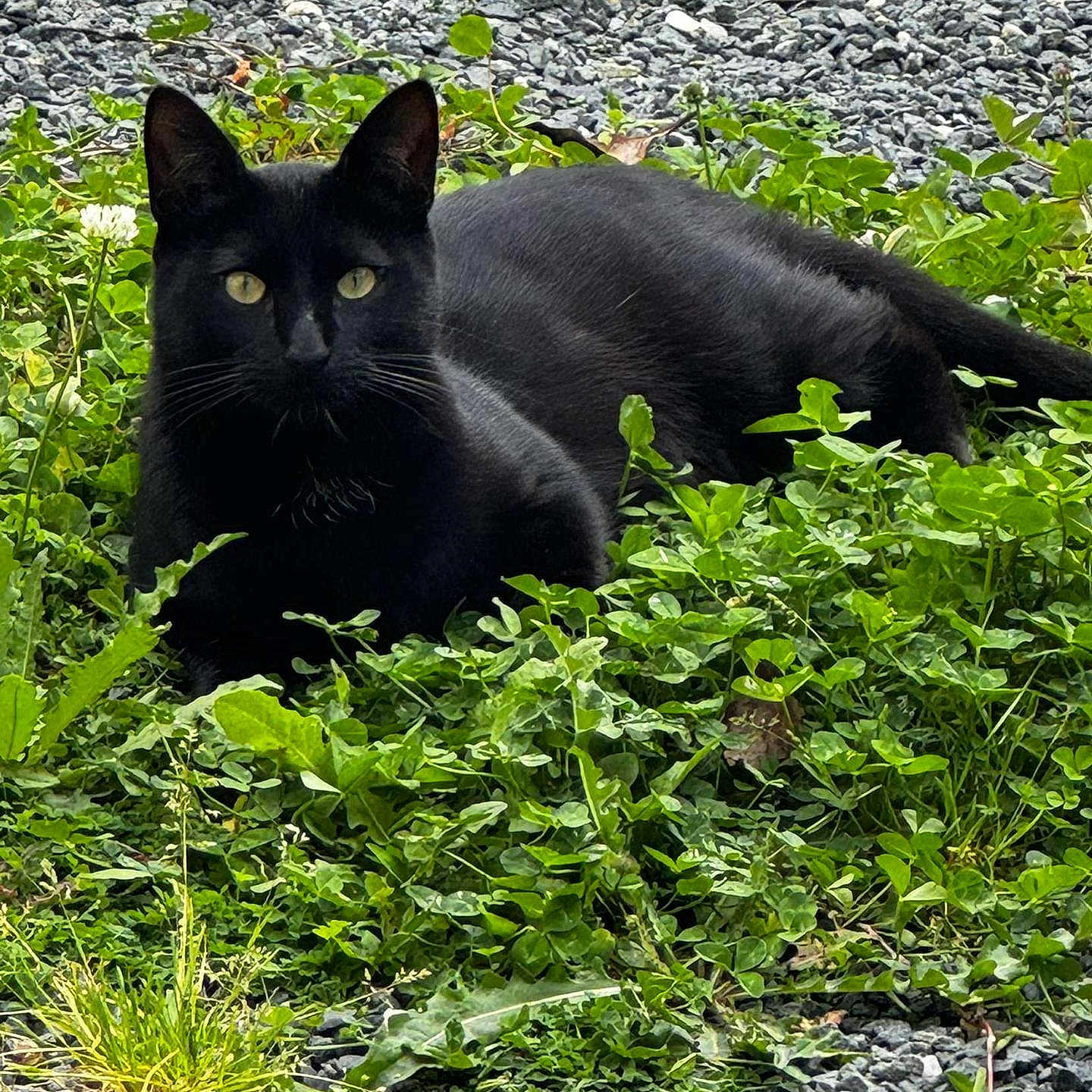 Youchi participe au concours pour gagner de l'argent avec cette photo : black_cat, cat, animal, outdoor, grass, clover, greenery, gravel, nature, pet, feline, resting, looking, wildlife, closeup, wild, mammal, whiskers, eyes, ears