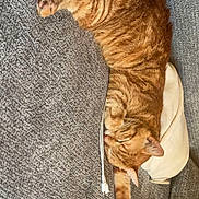 Youta participe au concours pour gagner de l'argent avec cette photo : cat, ginger_cat, carpet, pillow, charging_cable, indoor, resting, pet, feline, sleeping, fur, domestic_animal, animal, home, cozy, relaxing, facebook_post, social_media, text_overlay, missing_pet