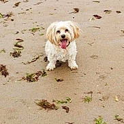 Jeffy a rejoint le concours — aidez-le/la à gagner de superbes lots ! dog, beach, sand, seaweed, animal, pet, white_dog, tongue_out, outdoor, smiling, small_dog, cute, fluffy, nature, playful, happy, summer, daytime, canine, walking