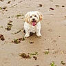 dog, beach, sand, seaweed, animal, pet, white_dog, tongue_out, outdoor, smiling, small_dog, cute, fluffy, nature, playful, happy, summer, daytime, canine, walking