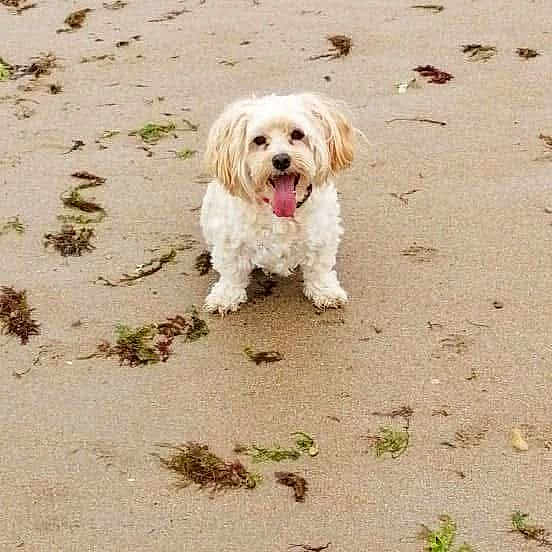 Jeffy a rejoint le concours — aidez-le/la à gagner de superbes lots ! dog, beach, sand, seaweed, animal, pet, white_dog, tongue_out, outdoor, smiling, small_dog, cute, fluffy, nature, playful, happy, summer, daytime, canine, walking