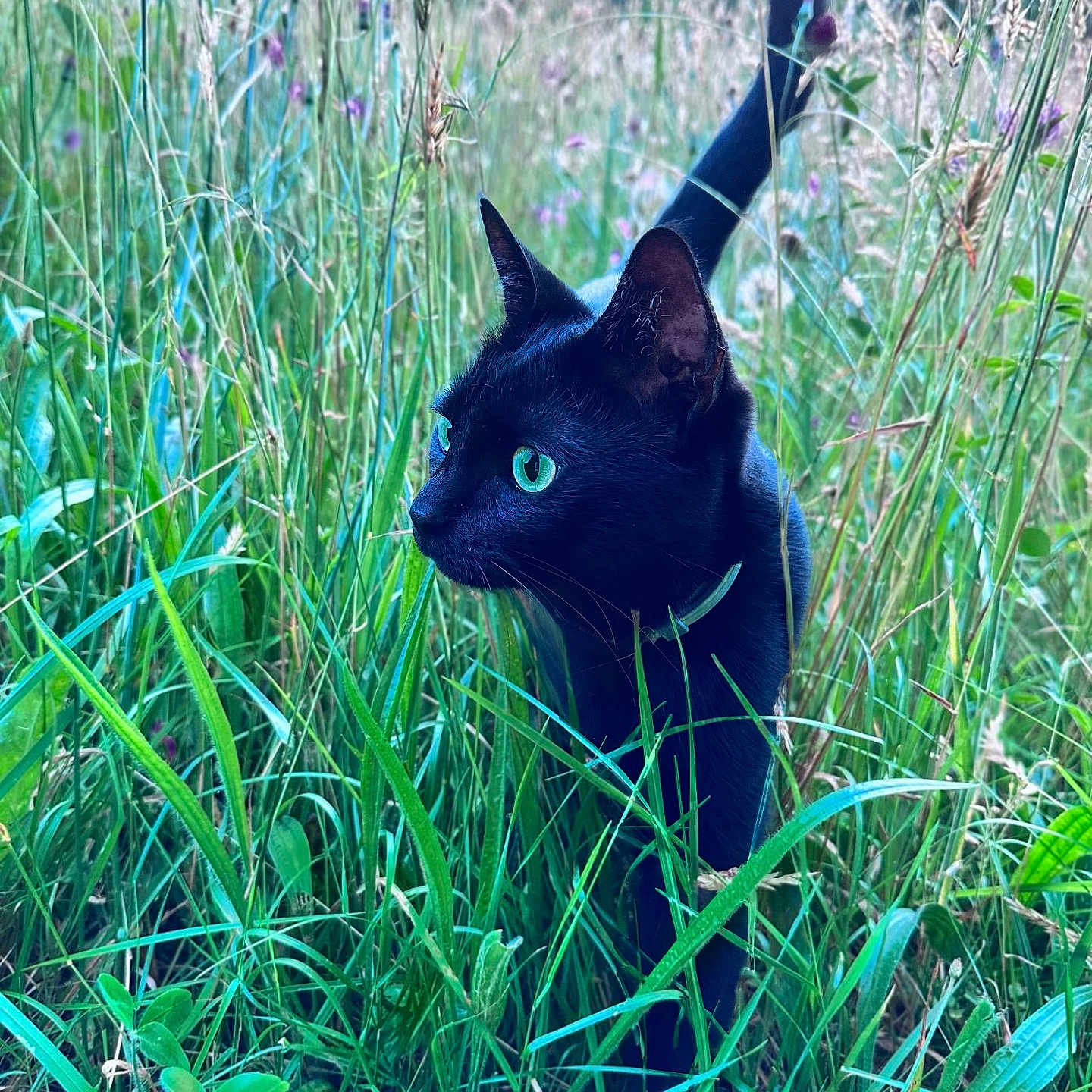 Jinx is registered to the contest to win money with this photo: animal, bird, blackbird, blackcat, cat, countryside, field, grass, grassland, green, kitten, manx, meadow, nature, outdoors, pet, plant, reed, rural, vegetation