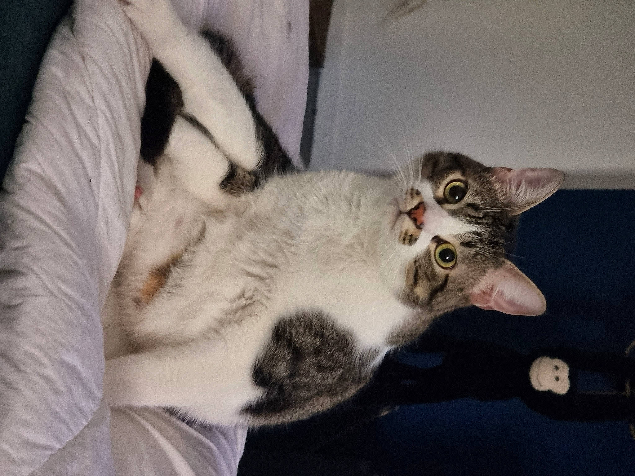 Simba participe au concours pour gagner de l'argent avec cette photo : carnivore, cat, claw, comfort, domestic_short_haired_cat, felidae, fur, paw, small_to_medium_sized_cats, snout, tail, whiskers