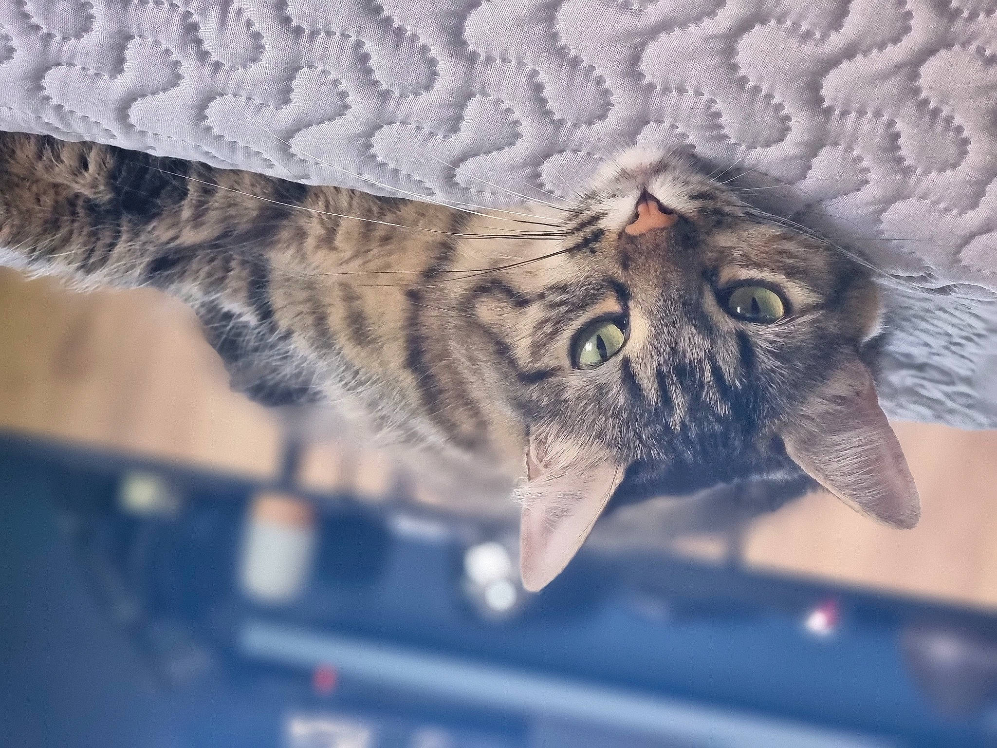 Rajha participe au concours pour gagner de l'argent avec cette photo : carnivore, cat, claw, domestic_short_haired_cat, eye, felidae, fur, metal, organism, pattern, paw, small_to_medium_sized_cats, snout, symmetry, tail, visual_arts, whiskers, wildlife, window