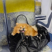 Lilo participe au concours pour gagner de l'argent avec cette photo : animal, black_bag, commute, dog, face, fashion, fluffy, funny, handbag, indoor, open_mouth, orange_dog, passenger, pet, pomeranian, public_transport, seat, small_dog, smiling, train