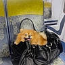 animal, black_bag, commute, dog, face, fashion, fluffy, funny, handbag, indoor, open_mouth, orange_dog, passenger, pet, pomeranian, public_transport, seat, small_dog, smiling, train