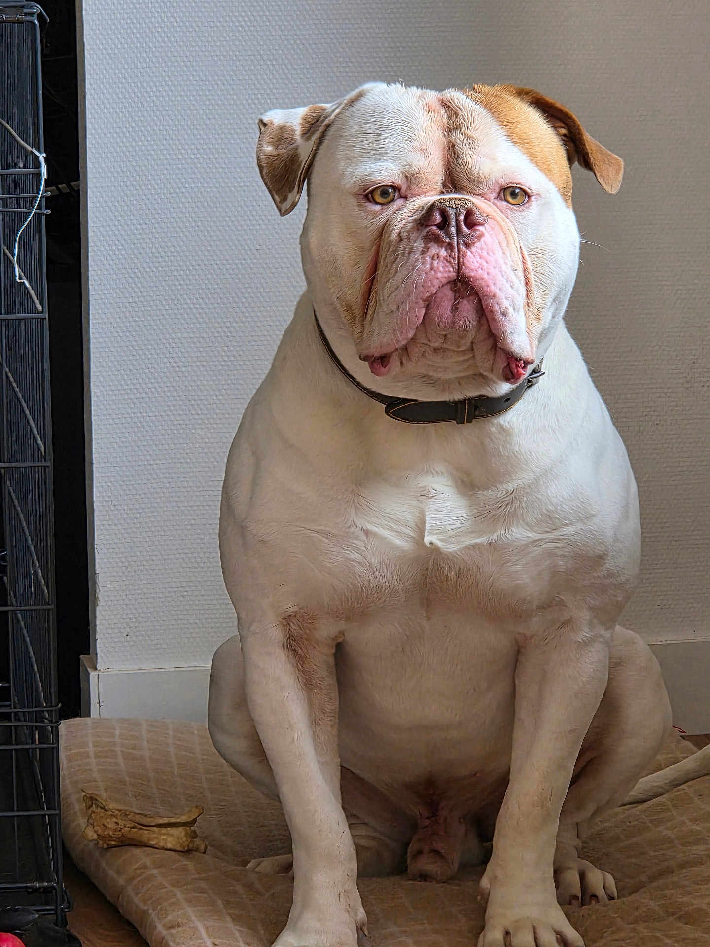 Thor participe au concours pour gagner de l'argent avec cette photo : bulldog, dog, pet, indoor, cushion, bed, crate, bone, white, brown, collar, floor, wall, sitting, portrait, canine, animal, fur, ears, snout