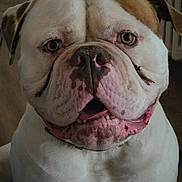 Thor participe au concours pour gagner de l'argent avec cette photo : dog, bulldog, close_up, pet, animal, indoor, face, brown, white, wrinkles, expression, cute, canine, muzzle, portrait, looking, eyes, nose, tongue, companion