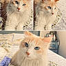 cat, blue_eyes, fluffy, cream_colored, white_fur, quilt, floral_pattern, indoor, portrait, pet, relaxed, cute, feline, bed, soft_light, close_up, animal, whiskers, ears, home