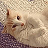 cat, fluffy, cream, white, pet, animal, quilt, fabric, pattern, relaxed, lying_down, cute, fur, paw, domestic, indoor, sleepy, cozy, resting, closeup