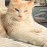 cat, blue_eyes, long_hair, orange, cream, pet, indoor, bed, white_bedspread, relaxed, feline, whiskers, paw, cute, animal, sleepy, cozy, domestic, portrait, fluffy