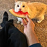 cat, watermelon, hand, carpet, person, footwear, socks, furry, snack, indoor, curious, pet, animal, nibble, orange_tone, fur, cute, closeup, domestic, food