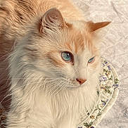 Butters is registered to the contest to win money with this photo: cat, fluffy, blue_eyes, cream_color, white_fur, pet, animal, indoor, quilt, floral_pattern, resting, close_up, whiskers, soft_light, cozy, cute, relaxed, portrait, feline, detail