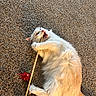 Butters is registered to the contest to win money with this photo: cat, white_cat, fluffy, carpet, toy, playful, bite, paw, feline, pet, indoor, cute, animal, fur, whiskers, relaxing, claws, light, texture, fun