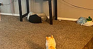 Butters joined the competition — help win amazing prizes! cat, orange_cat, carpet, television, animated_show, cat_toys, pet_bed, table, living_room, wood_floor, wall, cord, plastic_container, toy_stick, furniture, indoor, pet, animal, watching_tv, cozy