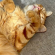 Cooper joined the competition — help win amazing prizes! cat, orange_cat, tabby, sleeping_cat, paw, pink_nose, whiskers, fur, couch, upholstery, indoor, pet, nap, cozy, curled, relaxed, close_up, ear, mammal, home