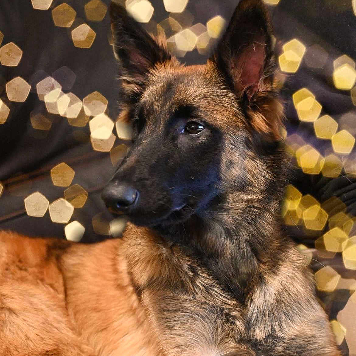Tia