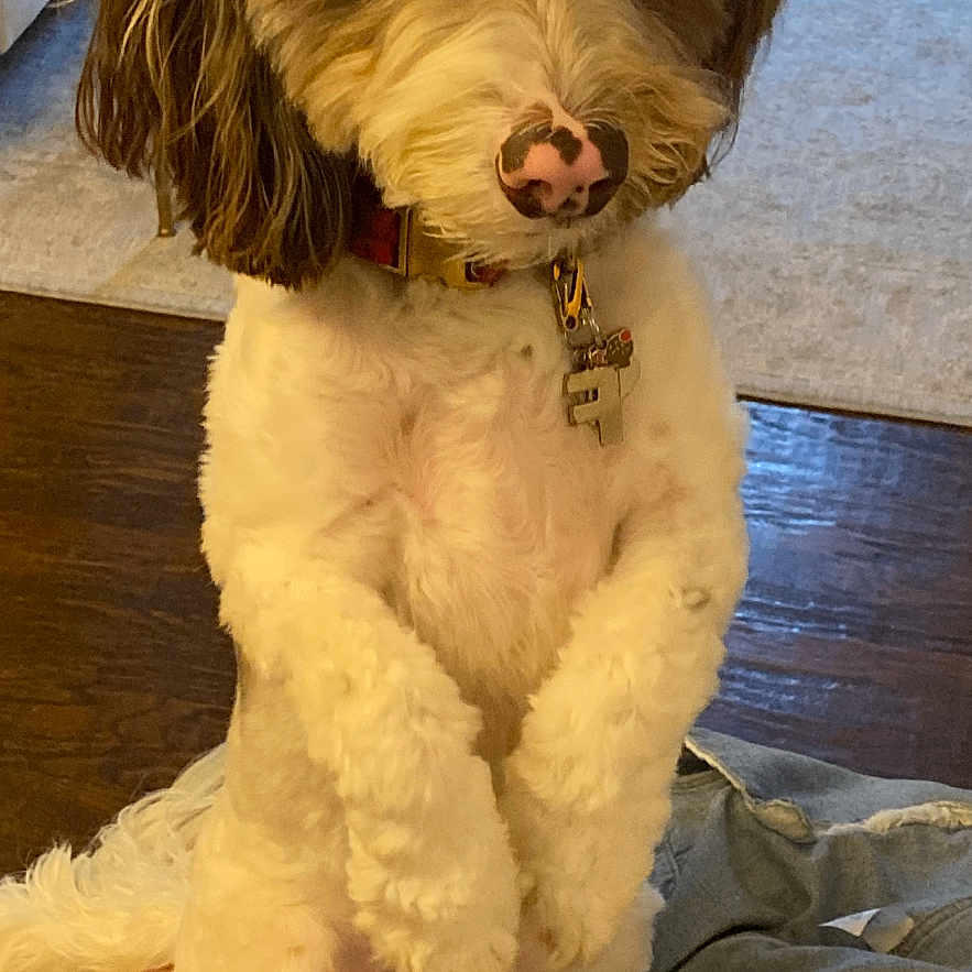 Farrah