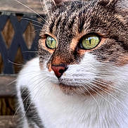 Pixie a rejoint le concours — aidez-le/la à gagner de superbes lots ! animal, brown_fur, cat, close_up, curious, ears, face, fur, green_eyes, nature, nose, outdoor, pet, photography, portrait, sharp_focus, tabby, whiskers, white_fur, wooden_background