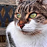 cat, animal, pet, close_up, portrait, green_eyes, whiskers, fur, tabby, white_fur, brown_fur, face, nose, ears, outdoor, nature, wooden_background, sharp_focus, photography, curious