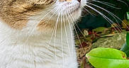 Pixie participe au concours pour gagner de l'argent avec cette photo : alert, animal, cat, close_up, feline, foliage, fur, garden, grass, green_eyes, leaves, nature, outdoor, pet, portrait, profile, rocks, tabby_cat, whiskers, white_chest