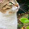 cat, tabby_cat, white_chest, green_eyes, whiskers, portrait, close_up, animal, pet, feline, outdoor, garden, leaves, foliage, nature, grass, rocks, profile, fur, alert