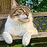 Pixie participe au concours pour gagner de l'argent avec cette photo : animal, bench, cat, close_up, foliage, fur, garden, green_eyes, nature, outdoor, paws, pet, portrait, relaxed, sitting, sunlight, tabby, tree, whiskers, white_fur