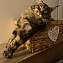 Petrus participe au concours pour gagner de l'argent avec cette photo : cat, tabby, sleeping, basket, furniture, wood, cozy, indoor, pet, relaxed, fur, paw, whiskers, home, resting, cute, animal, mammal, feline, soft