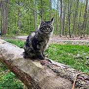 Petrus participe au concours pour gagner de l'argent avec cette photo : cat, forest, tree_trunk, greenery, nature, outdoor, animal, fluffy, wildlife, mammal, woodland, sitting, feline, spring, leaves, path, bark, branches, pet, eyes