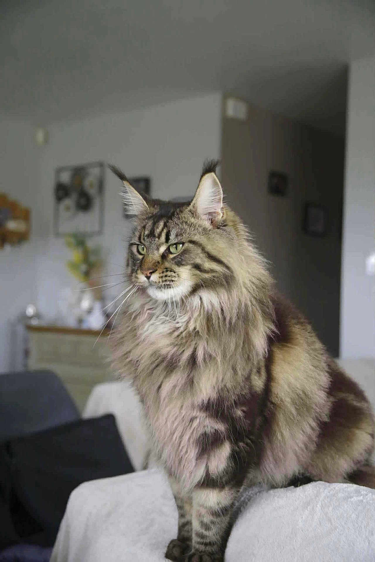 Petrus