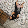 dog, lying_down, back, carpet, patterned_rug, wooden_table, tile_floor, indoor, pet, relaxed, brown, black, animal, flooring, paw, fur, home, resting, cute, domestic