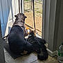 dog, cat, indoor, door, screen_door, mat, tile_floor, sunlight, shadow, gate, outdoor, fence, pet, animal, companion, fluffy, black_dog, tabby_cat, curious, resting