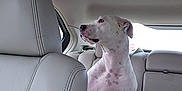 Athena is registered to the contest to win money with this photo: dog, white_dog, spotted_dog, car_interior, backseat, leather_seat, window, pet, animal, sitting, looking_away, side_view, calm, domestic_animal, vehicle, travel, companionship, indoor, light, quiet