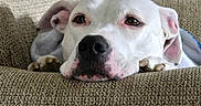 Athena is registered to the contest to win money with this photo: animal, calm, canine, closeup, comfort, couch, dog, ears, furniture, home, indoor, laying, paw, pet, portrait, relaxed, resting, snout, texture, white_dog