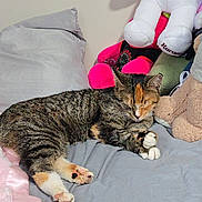 Tipsy is registered to the contest to win money with this photo: cat, tabby, sleeping, bed, stuffed_animals, plush_toys, gray_bedspread, indoor, cozy, relaxed, pet, animal, paw, fur, cute, resting, soft, feline, toy, comfort