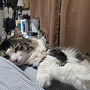 Queso is registered to the contest to win money with this photo: cat, fluffy, bed, striped_bedspread, relaxed, indoor, fur, pet, whiskers, pink_nose, sleepy, paws, curtains, room, furniture, cozy, home, domestic, closeup, resting