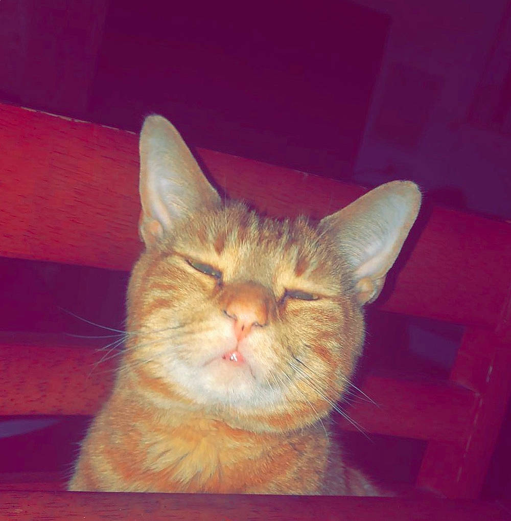 Ford is registered to the contest to win money with this photo: asian, carnivore, cat, domestic_short_haired_cat, ear, european_shorthair, fawn, felidae, fur, kitten, mammal, nose, sky, small_to_medium_sized_cats, snout, tabby_cat, tail, whiskers