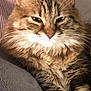 Martine participe au concours pour gagner de l'argent avec cette photo : animal, blanket, cat, closeup, comfort, cozy, ears, face, feline, fluffy, fur, indoor, mammal, pet, relaxed, resting, sleepy, soft, tabby, whiskers