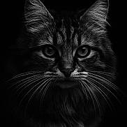 Martine participe au concours pour gagner de l'argent avec cette photo : animal, black_and_white, cat, close_up, dark_background, ears, eyes, face, feline, fluffy, fur, majestic, monochrome, mystical, no_humans, pet, portrait, quiet, studio_shot, whiskers