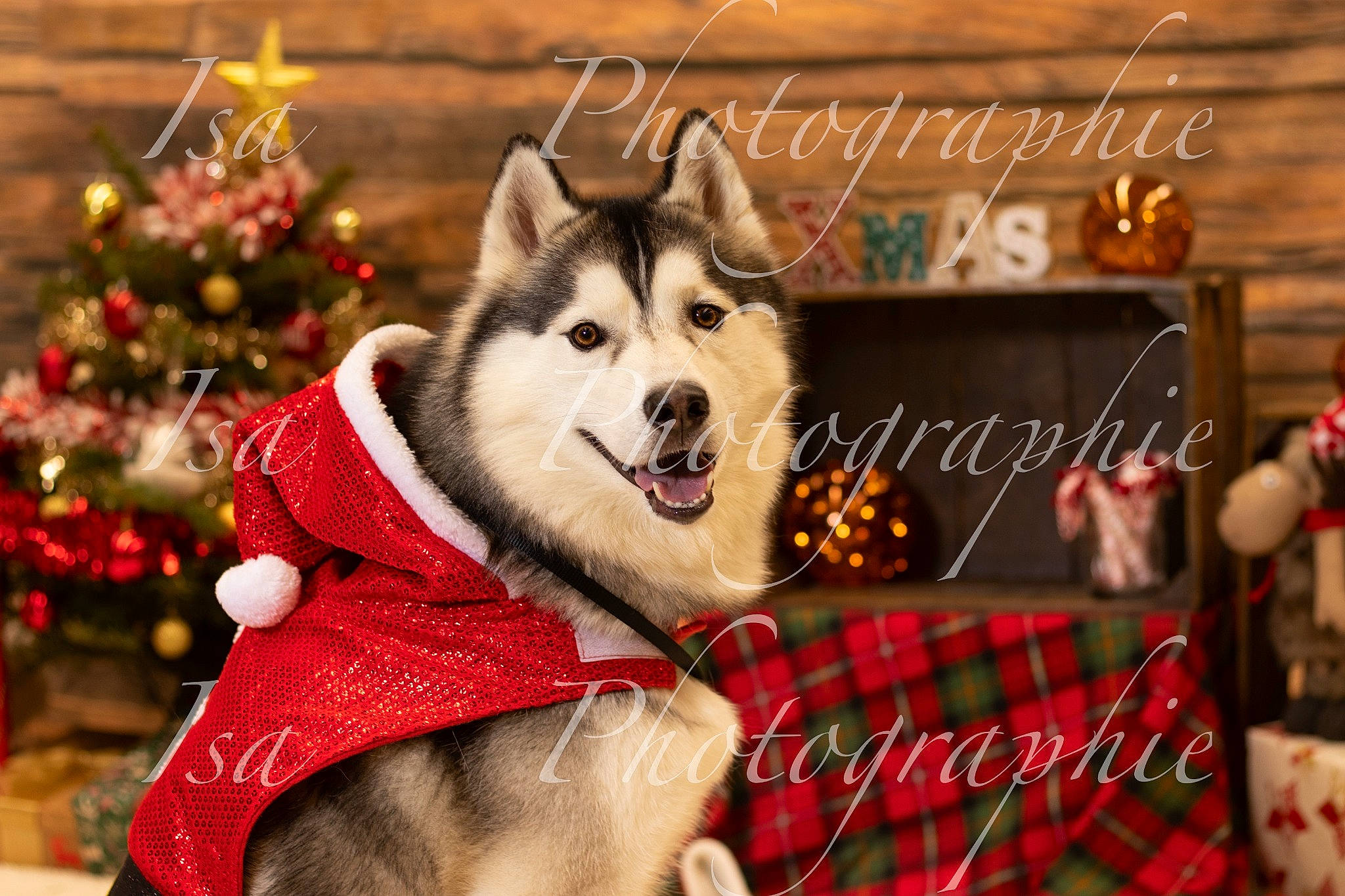 Phoenix participe au concours pour gagner de l'argent avec cette photo : carnivore, christmas, christmas_eve, christmas_ornament, christmas_tree, companion_dog, dog, dog_breed, event, fawn, font, fur, happy, holiday, photo_caption, picture_frame, plaid, sled_dog, tartan, tree