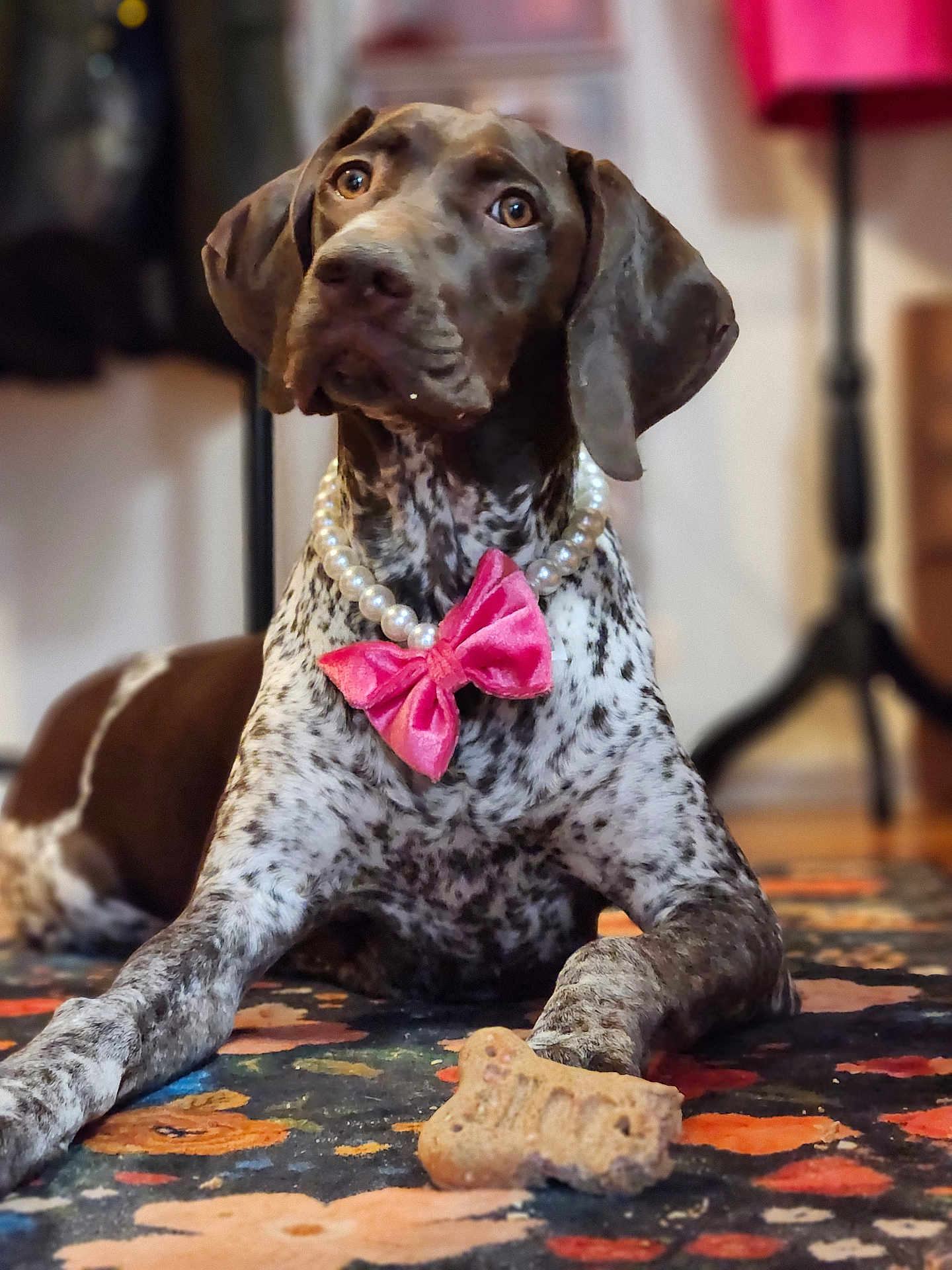 Penny is registered to the contest to win money with this photo: dog, pearl_necklace, pink_bow, bone_treat, spotted_dog, indoor, rug, colorful, laying_down, pet_accessory, brown_and_white, curious, close_up, domestic_animal, canine, decor, animal_portrait, floor, playful, cute
