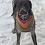 Penny is registered to the contest to win money with this photo: dog, snow, bandana, outdoor, pet, animal, winter, playful, standing, brown, white, fur, canine, nature, cold, portrait, looking, front_view, snowflakes, outdoor_activity