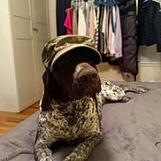 Penny is registered to the contest to win money with this photo: dog, bed, hat, indoor, clothing_rack, spotted_dog, camo_cap, brown_dog, relaxed, pet, animal, domestic_animal, furniture, canine, muzzle, ears, fur, lying_down, household, room