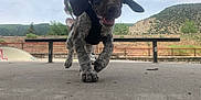 Penny joined the competition — help win amazing prizes! puppy, dog, running, playful, leash, person, skate_park, outdoor, concrete, bench, mountains, trees, sky, nature, happy, ears, tongue, close_up, daytime, fun