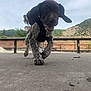 puppy, dog, running, playful, leash, person, skate_park, outdoor, concrete, bench, mountains, trees, sky, nature, happy, ears, tongue, close_up, daytime, fun