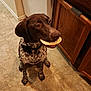 Penny joined the competition — help win amazing prizes! dog, canine, pet, kitchen, tile_floor, brown, spotted_coat, food, flatbread, waiting, indoor, floor, ears, snout, collar, cabinet, wooden, animal, mouth, expression