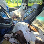 Kain is registered to the contest to win money with this photo: car_interior, curled_up, daylight, dog, grass, leather, outdoor_view, park, pet, relaxed, resting, seat, seatbelt, spotted_dog, steering_wheel, sunlight, torn_seat, trees, white_dog, window
