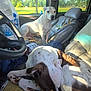 car_interior, curled_up, daylight, dog, grass, leather, outdoor_view, park, pet, relaxed, resting, seat, seatbelt, spotted_dog, steering_wheel, sunlight, torn_seat, trees, white_dog, window