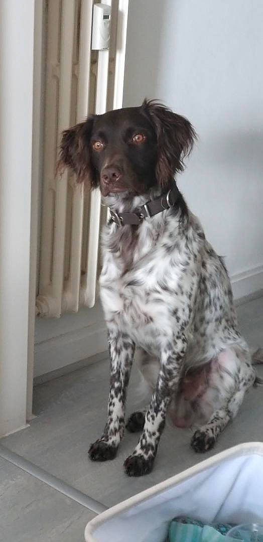 Snoopy participe au concours pour gagner de l'argent avec cette photo : canidae, carnivore, companion_dog, dog, dog_breed, fur, gun_dog, hunting_dog, liver, pointing_breed, snout, spaniel, sporting_group, working_animal