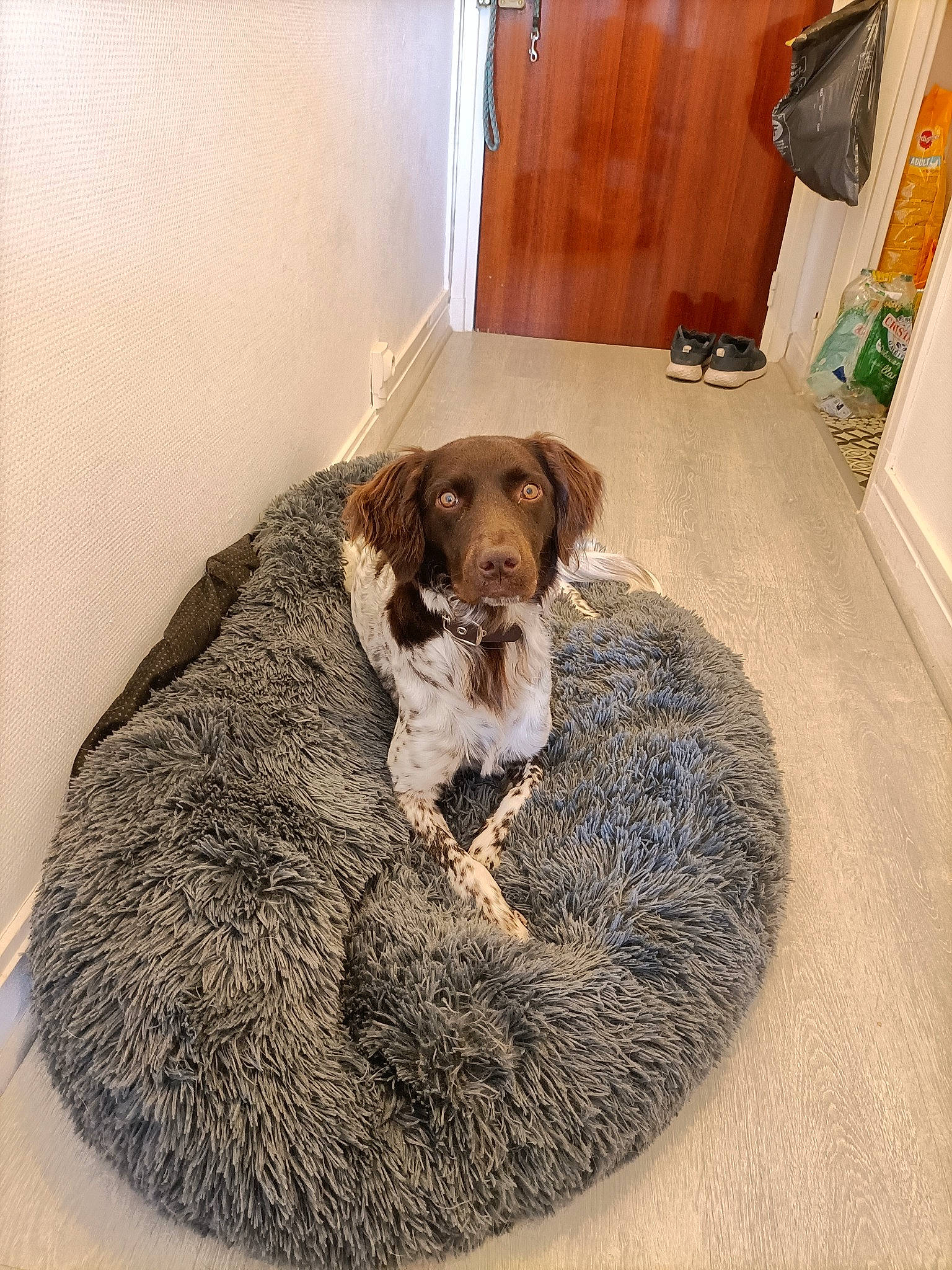 Snoopy a rejoint le concours — aidez-le/la à gagner de superbes lots ! art, carnivore, comfort, companion_dog, dog, dog_bed, dog_breed, door, fawn, floor, flooring, fur, hardwood, liver, mat, room, sporting_group, tail, wood, working_animal